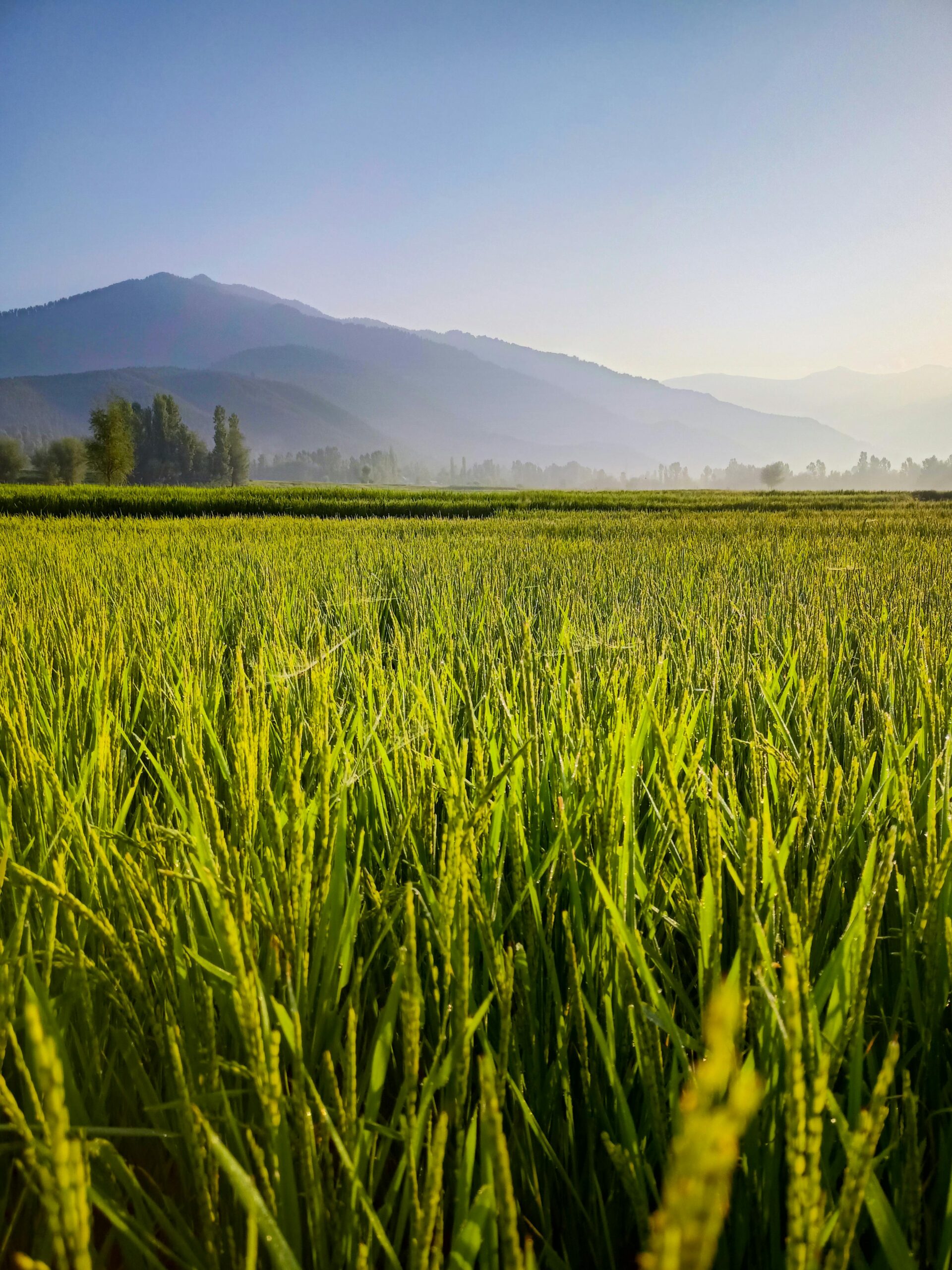 Vibrant green rice paddies stretch towards misty mountains under a blue sky, captured in Khurhama.